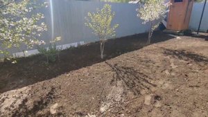 Фрезеровка целины мотоблоком Ока,красивый газон