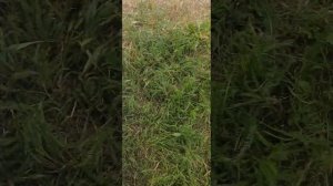 Champion t444s-2 первые выявленные косяки в конструкции