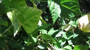 Сорт овощной фасоли "Водопад жёлтый"