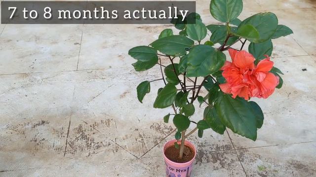 Growing Hybrid Hibiscus from Seeds | July 2021 смотреть онлайн