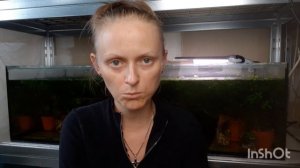 как содержать гуппи.качественная зелень в аквариуме - чем светить.