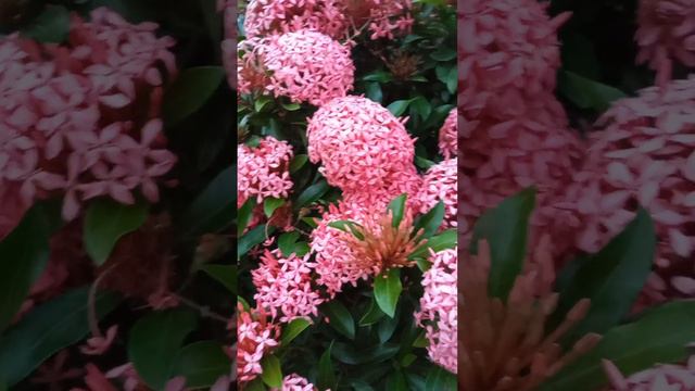 Beauty of flower #shortvideo #beautiful #view #sanddream #flower#lovingnature #wow