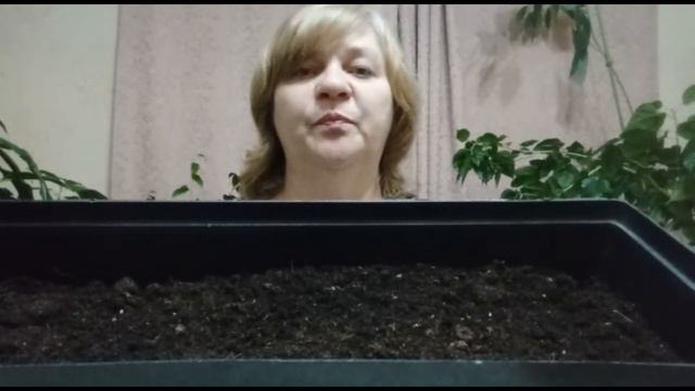 как посадить лук на зелень в домашних условиях смотреть онлайн