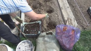 Как избавиться на картофеле от проволочника и колорадского жука