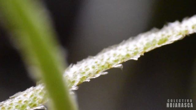 El Heno o Paxtle (Tillandsia usneoides) | La Flora de México смотреть онлайн