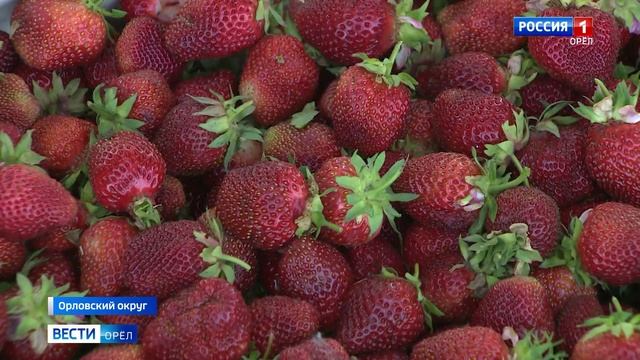 На Орловщине началась земляничная пора