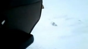 Ручной корсак