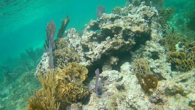 Snorkeling the Mesoamerican Reef. Playa Maroma Mexico. Part 11 смотреть онлайн