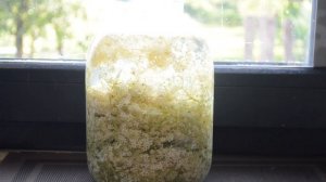 СИРОП ИЗ ЦВЕТКОВ БУЗИНЫ: как приготовить сладкий концентрат на зиму (простой рецепт)