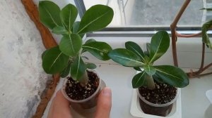 МАМИНЫ АДЕНИУМЫ:Растут как на дрожжах.В чем секрет?