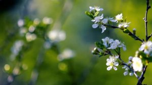 Футаж — Вишня цветет. Футажи (footage) красивая природа [FullHD]