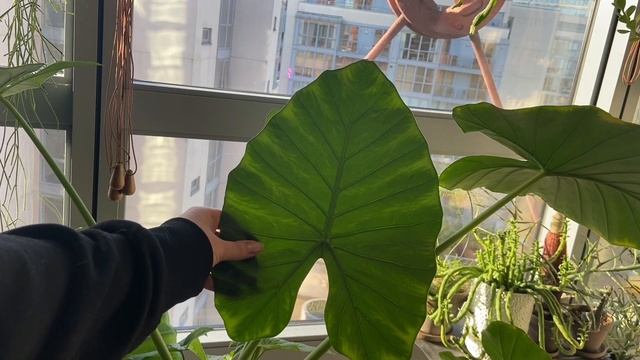 [ОБЗОР] Тропические Растения (ч. 2) Монстера, Рафидофора Декурсива, Сингониум, Колоказия Гигантская смотреть онлайн