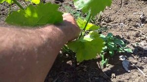 Формировка однолетнего куста винограда
