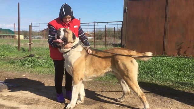 Султан смотреть онлайн