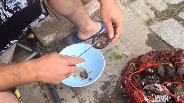 Мидии лов приготовление простой рецепт на даче смотреть онлайн
