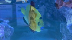 Angelfish Reef Introduction | Waterbox Aquariums Reef LX 270.6 - Part 1