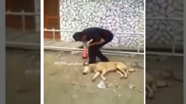 Как правильно пугать сабак смотреть онлайн