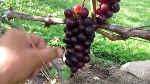 ??Спасение для винограда Марганцовка и Сода. Купание гроздей винограда от болезней
