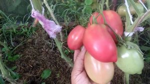 ОБЗОР СОРТА МИНУСИНСКИЕ БЫЧКИ | Томаты, Помидоры