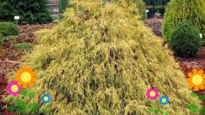 Кипарисовик горохоплодный Филифера Аурена. Краткий обзор chamaecyparis pisifera Filifera Aurea