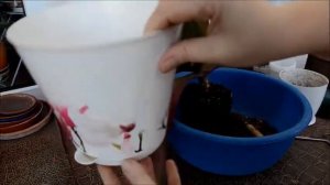 Пересадка рэо. Моё комнатное растение.