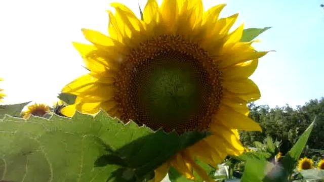 солнце и подсолнух field of yellow sunflowers in Ukraine field of blooming sunflower смотреть онлайн