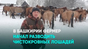 В Башкирии фермер стал разводить чистокровных лошадей