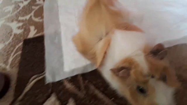 дресировка Персика🐻🍑 смотреть онлайн