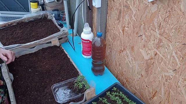 Пикировка Тагетисов (Бархатцев) по ящикам. Экономим место в теплице!!!!!! смотреть онлайн