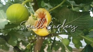 Инжир Узбекский Желтый Россия | Hortus Eden