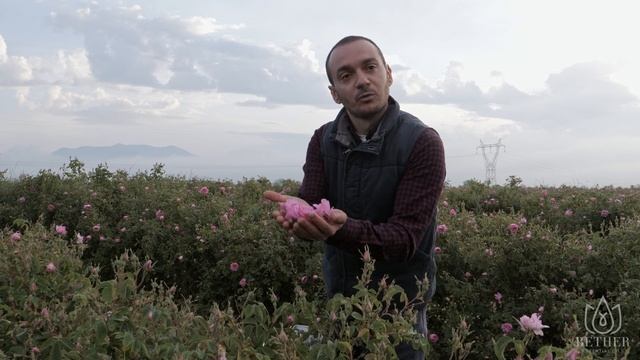 BETHER | Какво се прави през розобера? | Роза Дамасцена | Долината на розите | гр. Казанлък смотреть онлайн