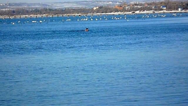 Черное море,Анапа,5 февраля 2012. смотреть онлайн