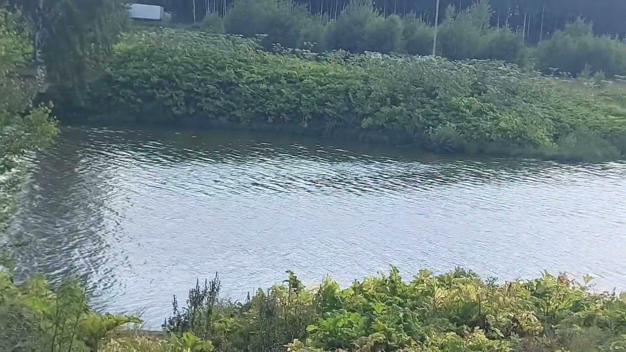 Растуновский пруд, Домодедовский район (11.07.22)