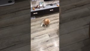 Дрессировка щенка корги 2,5 месяца