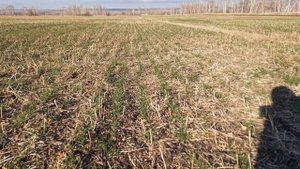 Поздний посев озимой пшеницы.  Осеннее развитие