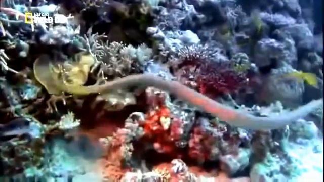 Самые опасные животные океанов смотреть онлайн