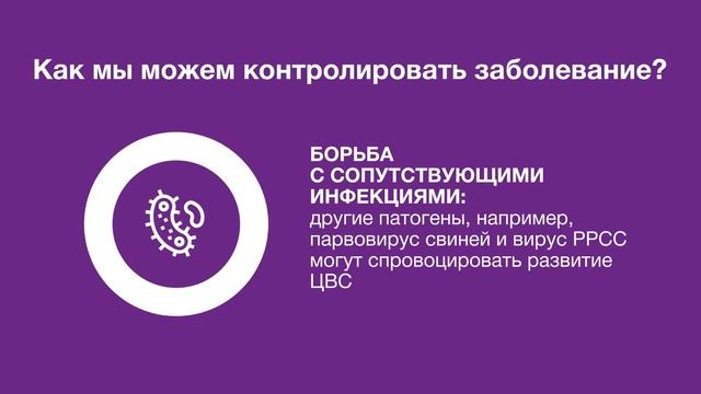 Цирковирусная инфекция свиней 2 типа