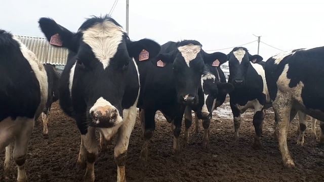 Очень красивый КРС нетели, но погода после дождя. Very beautiful cattle heifers +79656150726 звони смотреть онлайн
