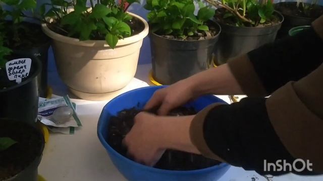 КАК ПЕРЕСАДИТЬ И ПЕРЕДЕРЖАТЬ КЛЕМАТИСЫ КУПЛЕННЫЕ В МАГАЗИНЕ ИЛИ ПОЛУЧЕННЫЕ ПОЧТОЙ ??