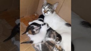 Котята пьют молоко у мамки \ милое видео