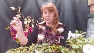 Все секреты выращивания томатов от А до Я.