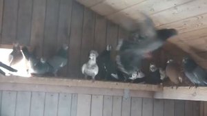 Свердловские голуби! В гостях у Баженова! г. Братск. 17.09.2023.