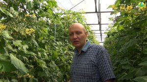 Томаты черри всегда в цене! Очень урожайный черри мини сливовидной формы.