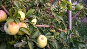 Зимние сорта яблонь:Гренни Смит,Энтерпрайз,Пинова,Фуджи,Симиренко,Джонаголд Дакоста