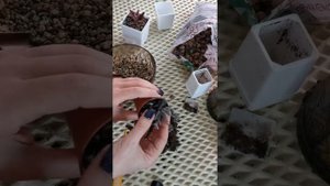 Ленофиллум гуттатум рэд вариегатный. (lenophyllum guttatum red var.) Первая пересадка.