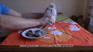Кормление птенца совы СИПУХИ ??? #Продажа #Аренда ??? Feeding Barn Owl #совырулят ??? #лучшийдруг