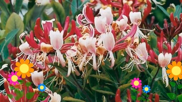 Жимолость вьющаяся Серотина (Serotina). Краткий обзор, описание характеристик, где купить саженцы смотреть онлайн