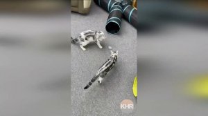 Мышка на радиоуправлении для кошек. Интерактивная мышь на пульте управления