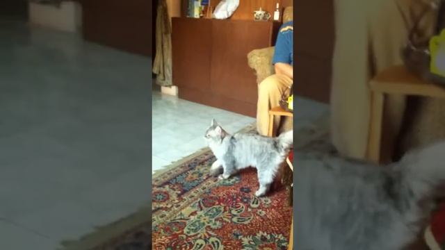 cat loves the ball with a rope