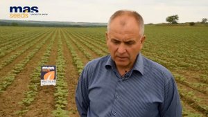 Гибрид подсолнечника МАС 92.КП в Ставропольском крае: опыт возделывания и получения высокого урожая